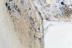 Why You Should Choose Our Mold Remediation Services in Lamesa, TX